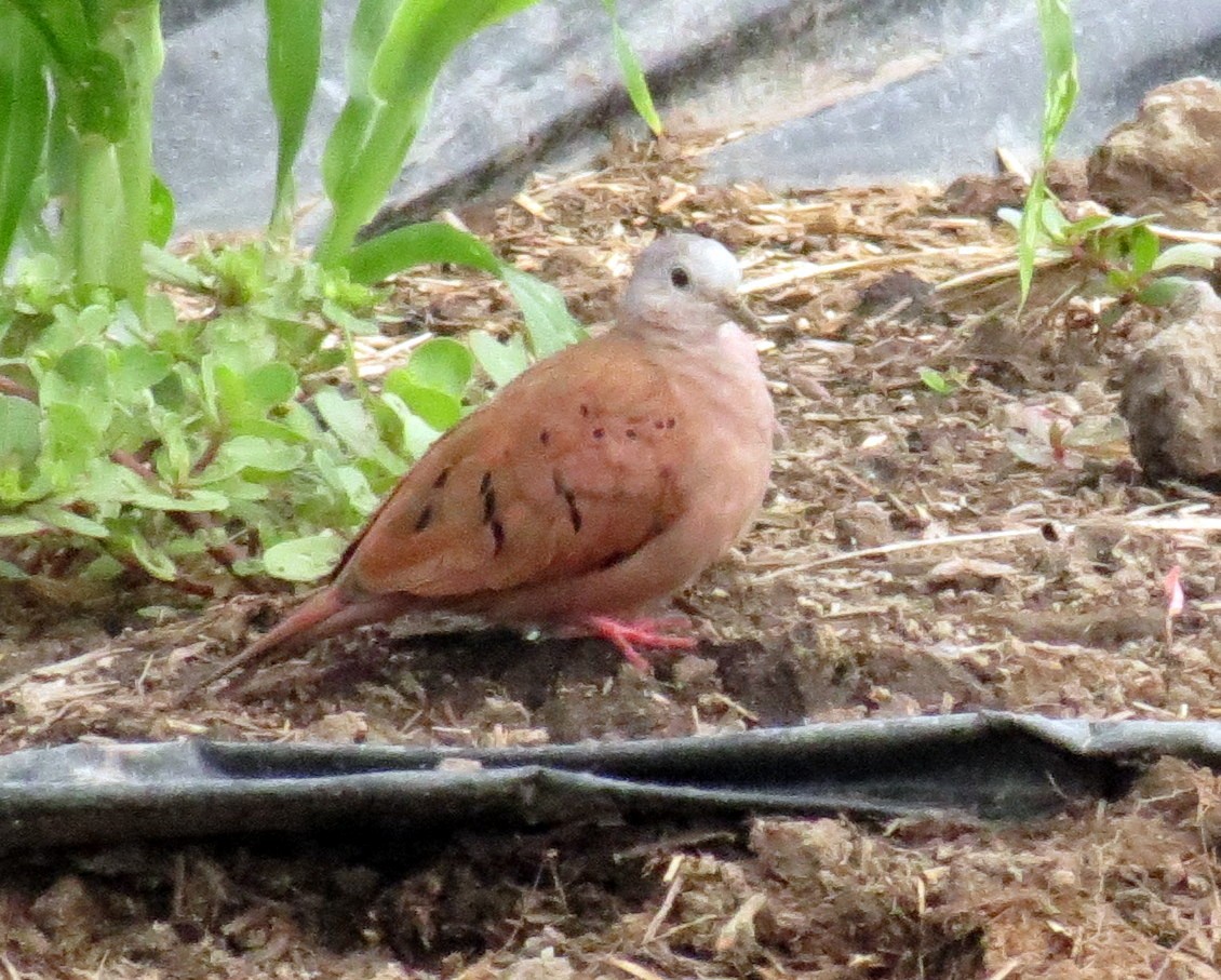 Ruddy Ground Dove - ML127937101