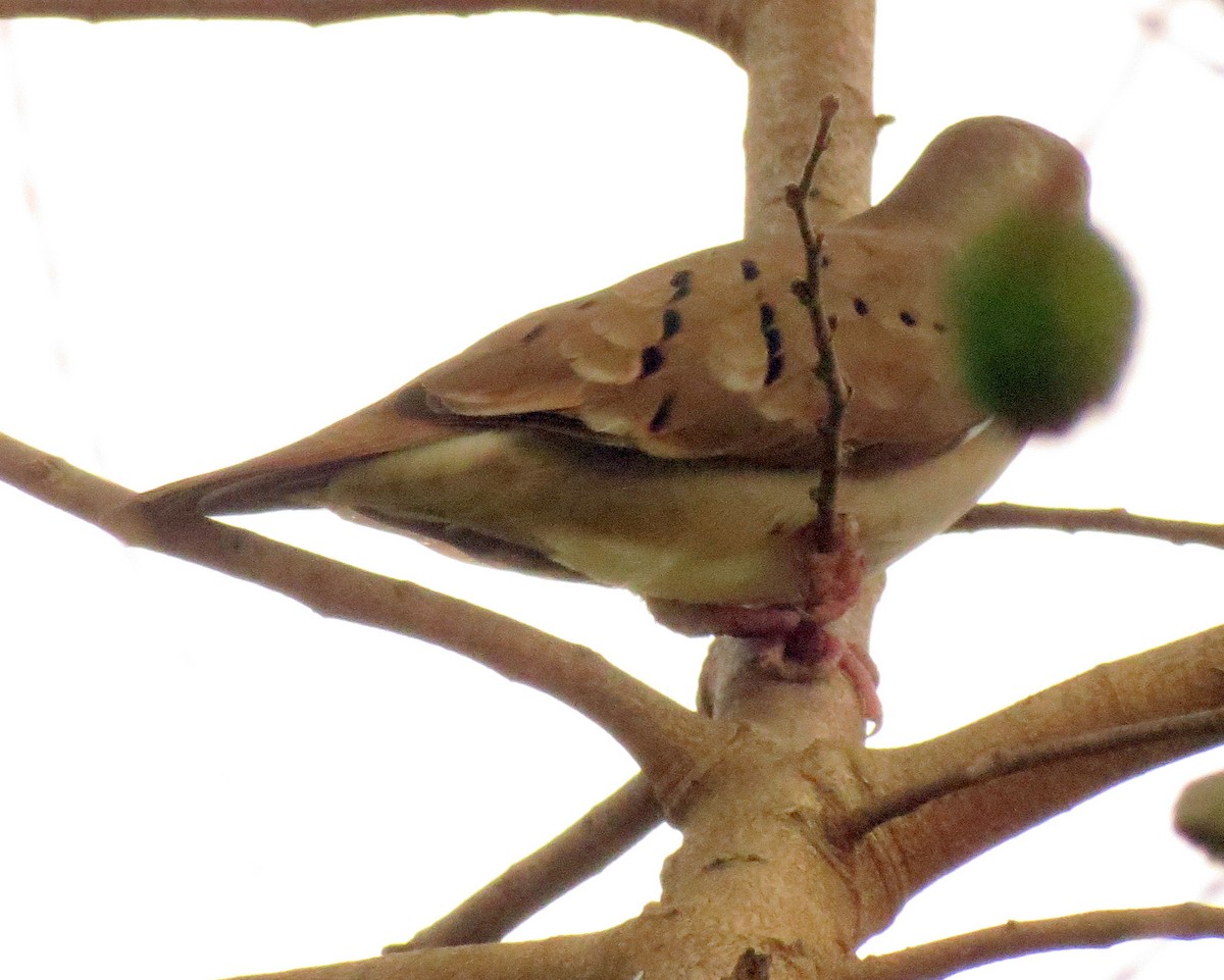 Ruddy Ground Dove - ML127937131