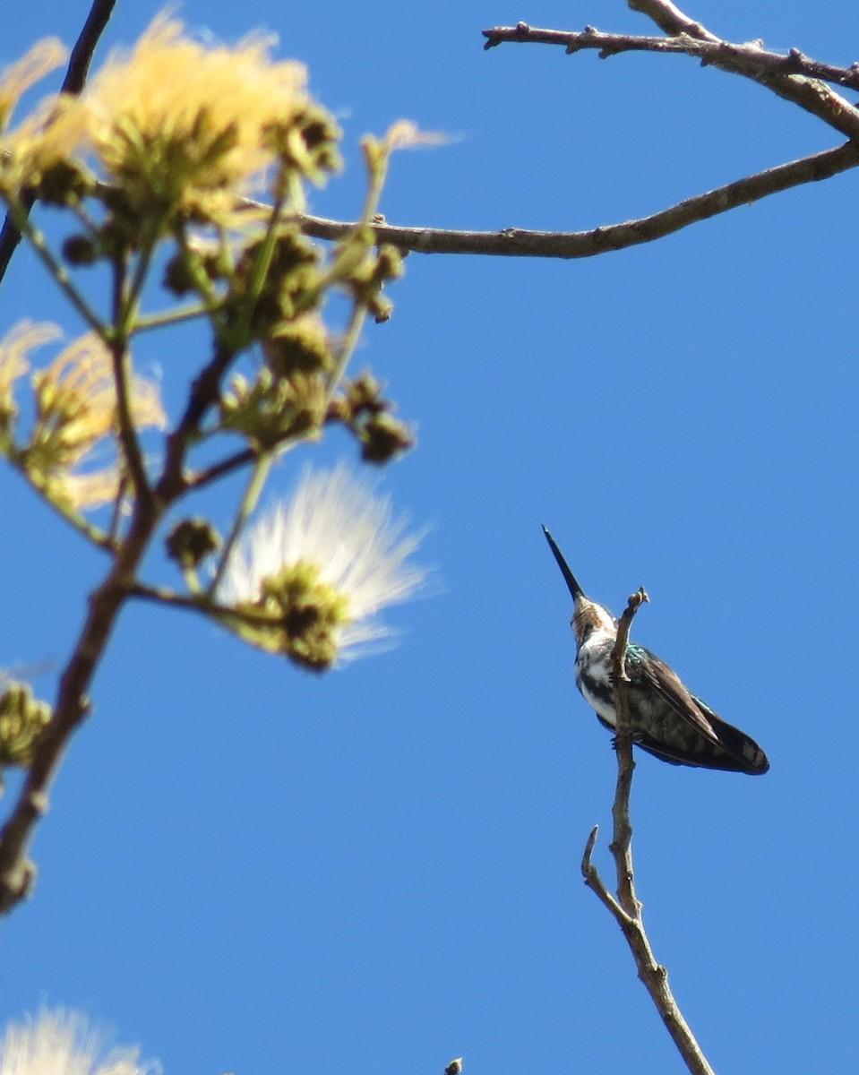 Green-breasted Mango - ML127937221