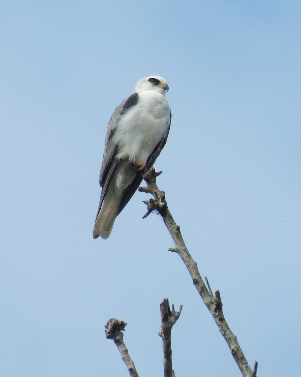 White-tailed Kite - Oliver  Komar