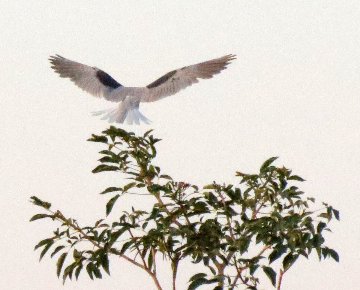 White-tailed Kite - ML127939201