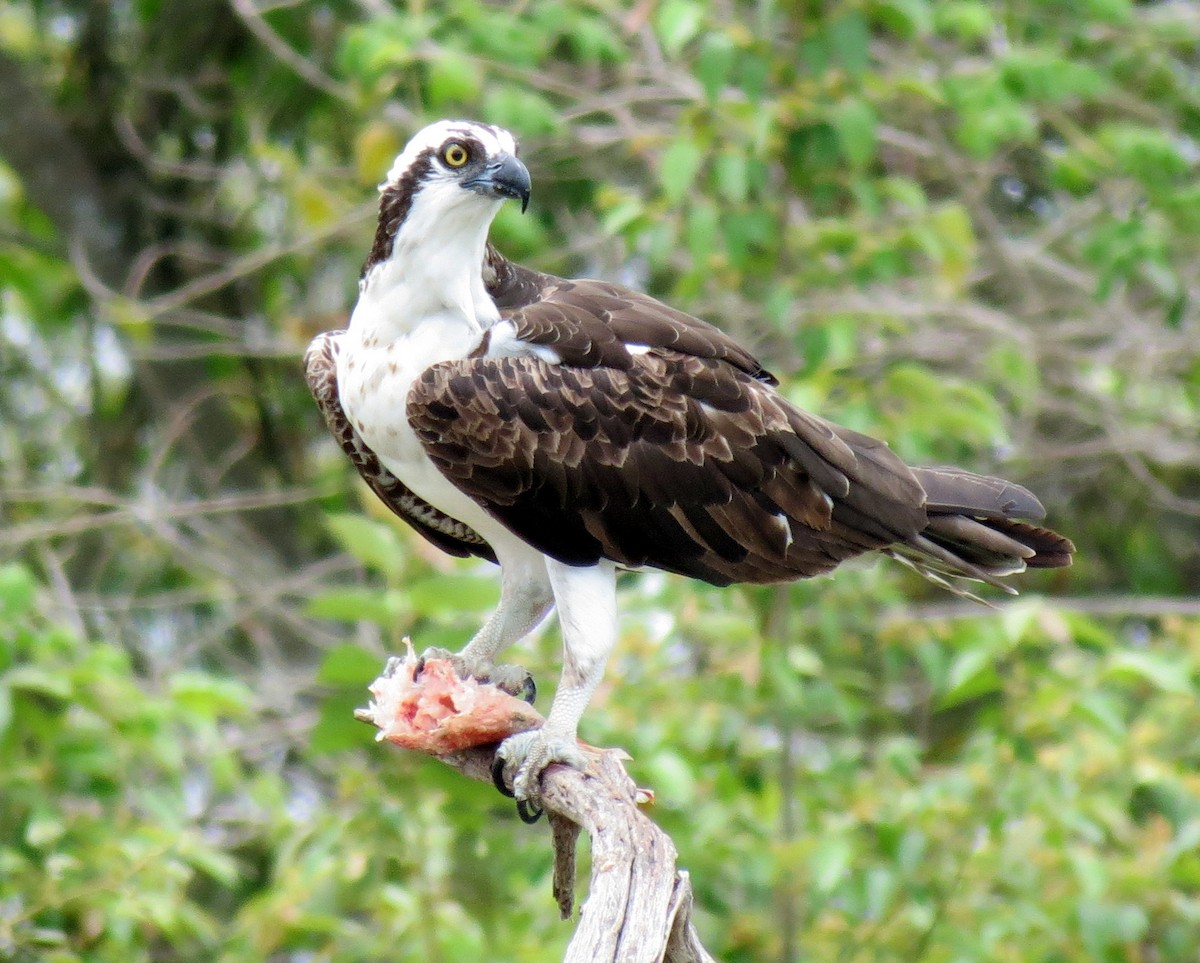 Osprey - ML127940681