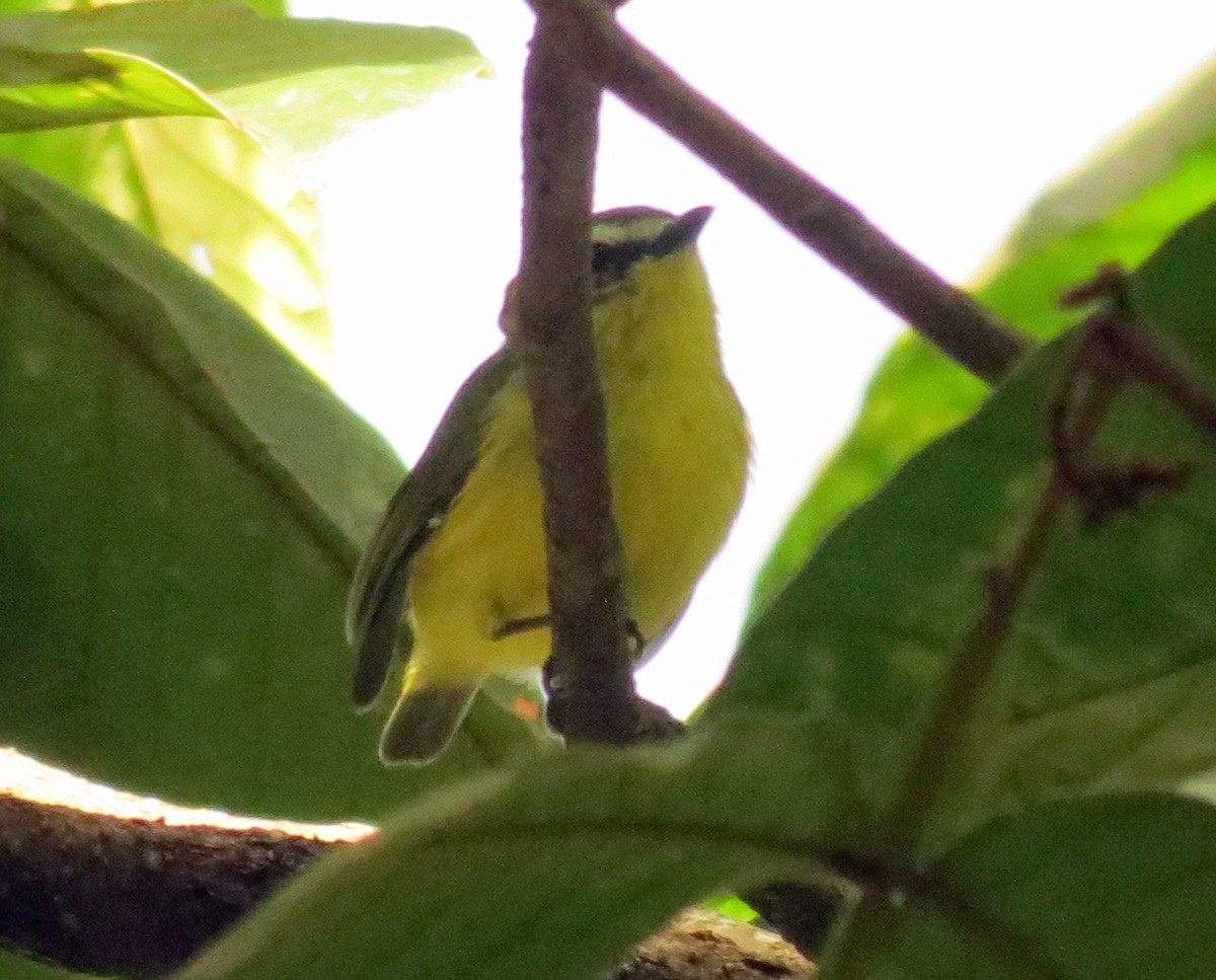 Yellow-bellied Tyrannulet - ML127941921