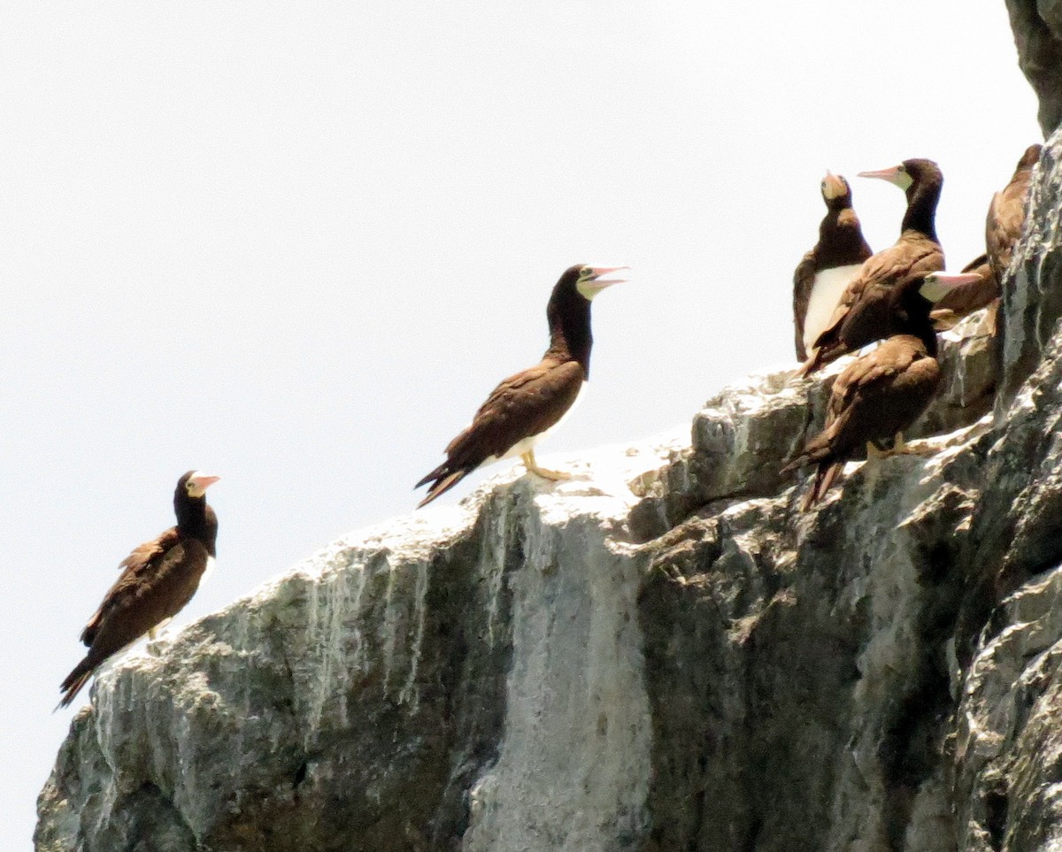 Brown Booby - ML127942321