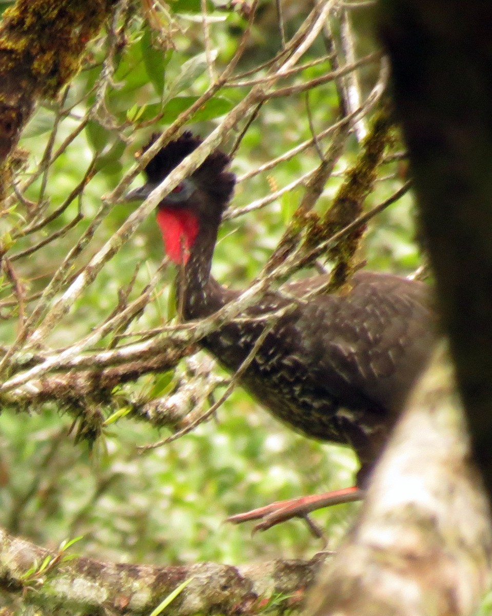 Crested Guan - ML127942371