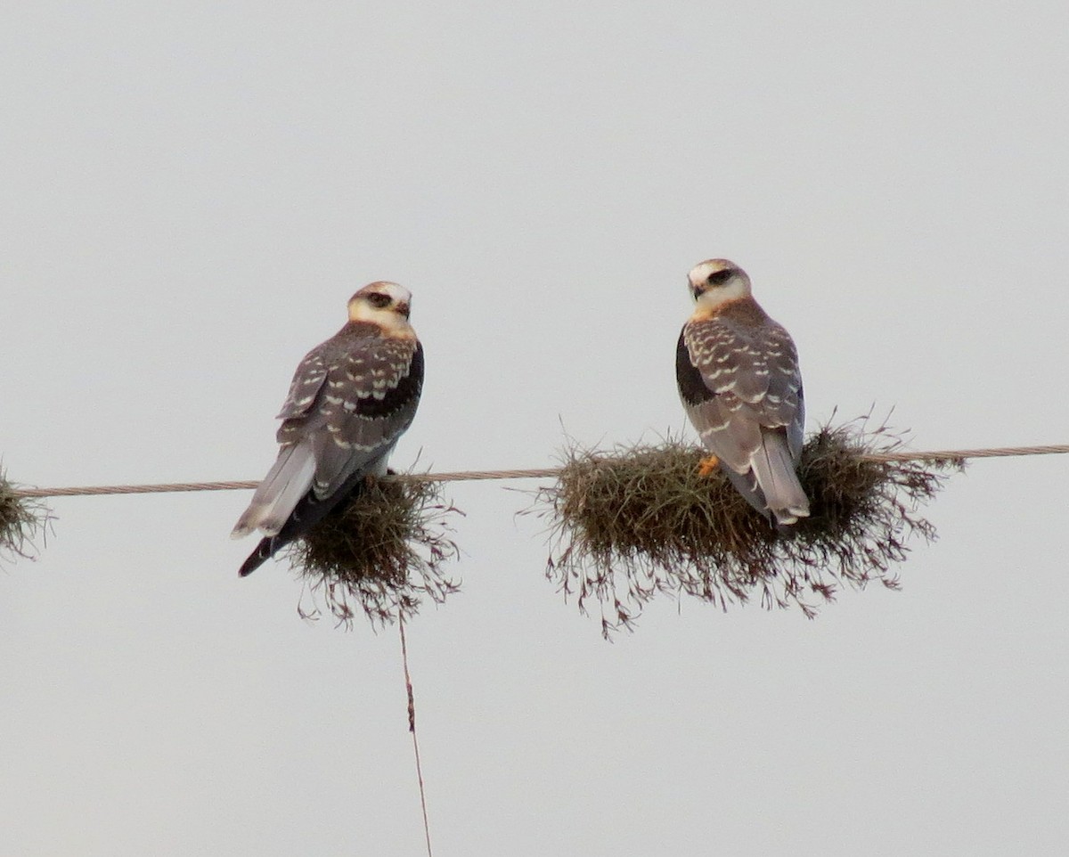 White-tailed Kite - ML127942571