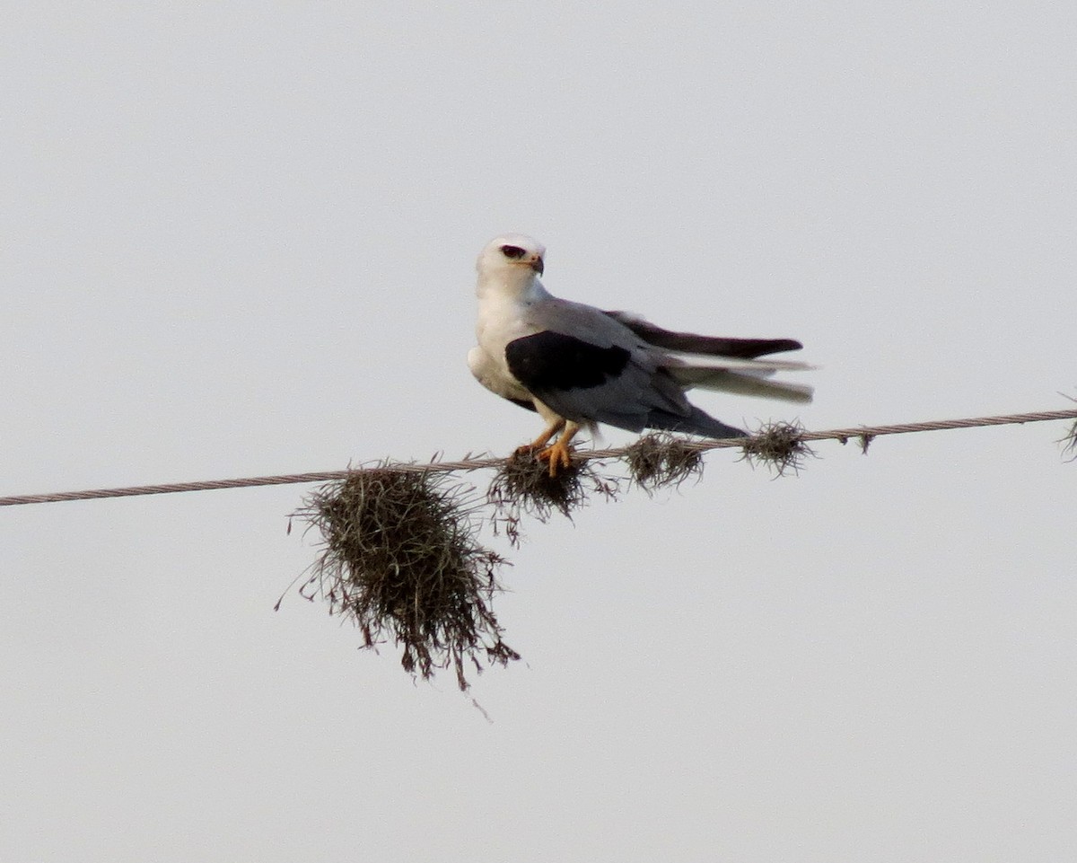 White-tailed Kite - ML127942581