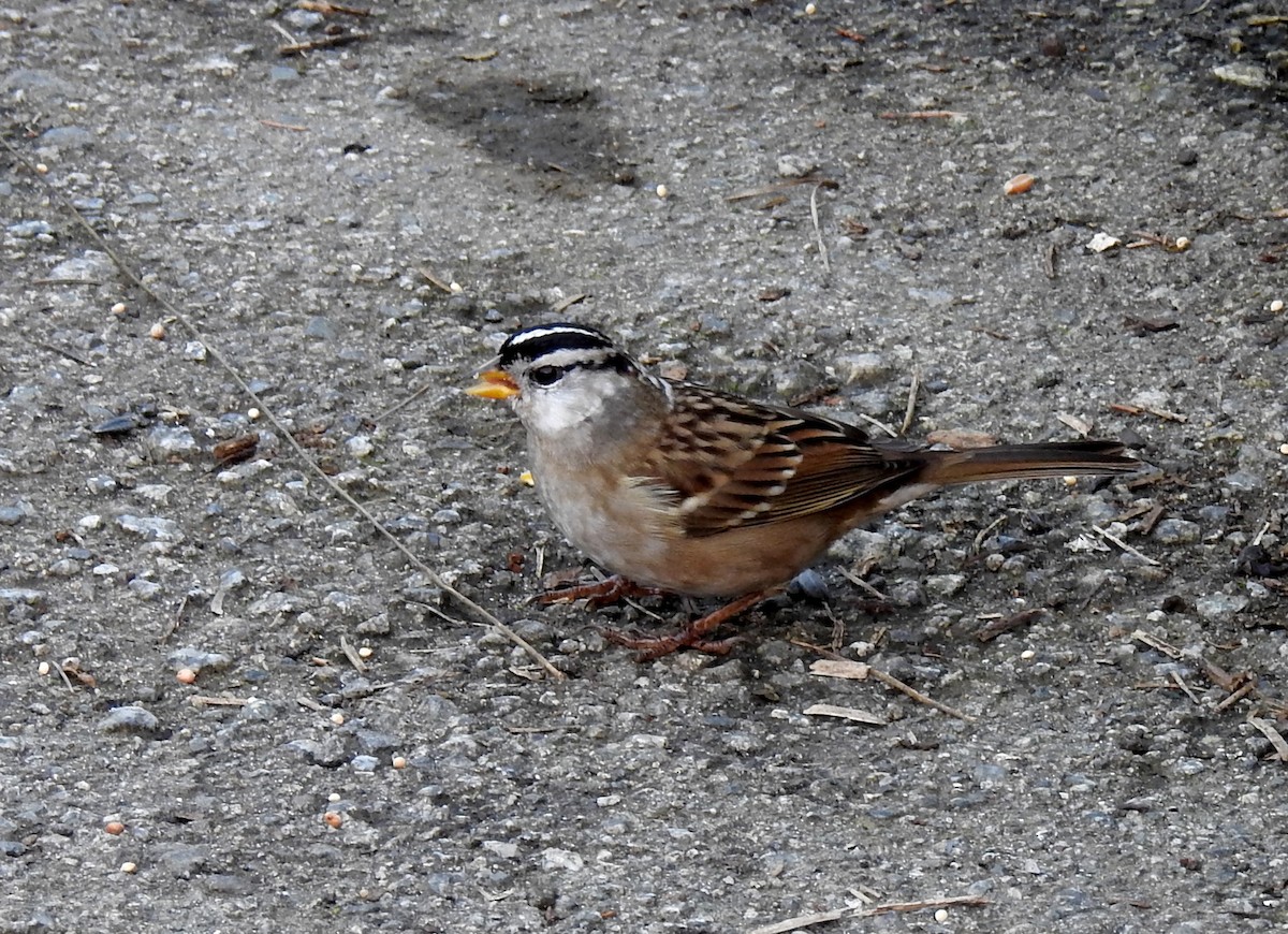 White-crowned Sparrow - ML127943151