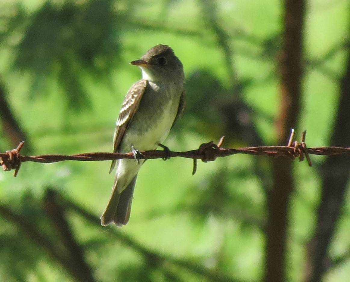 Eastern Wood-Pewee - Oliver  Komar