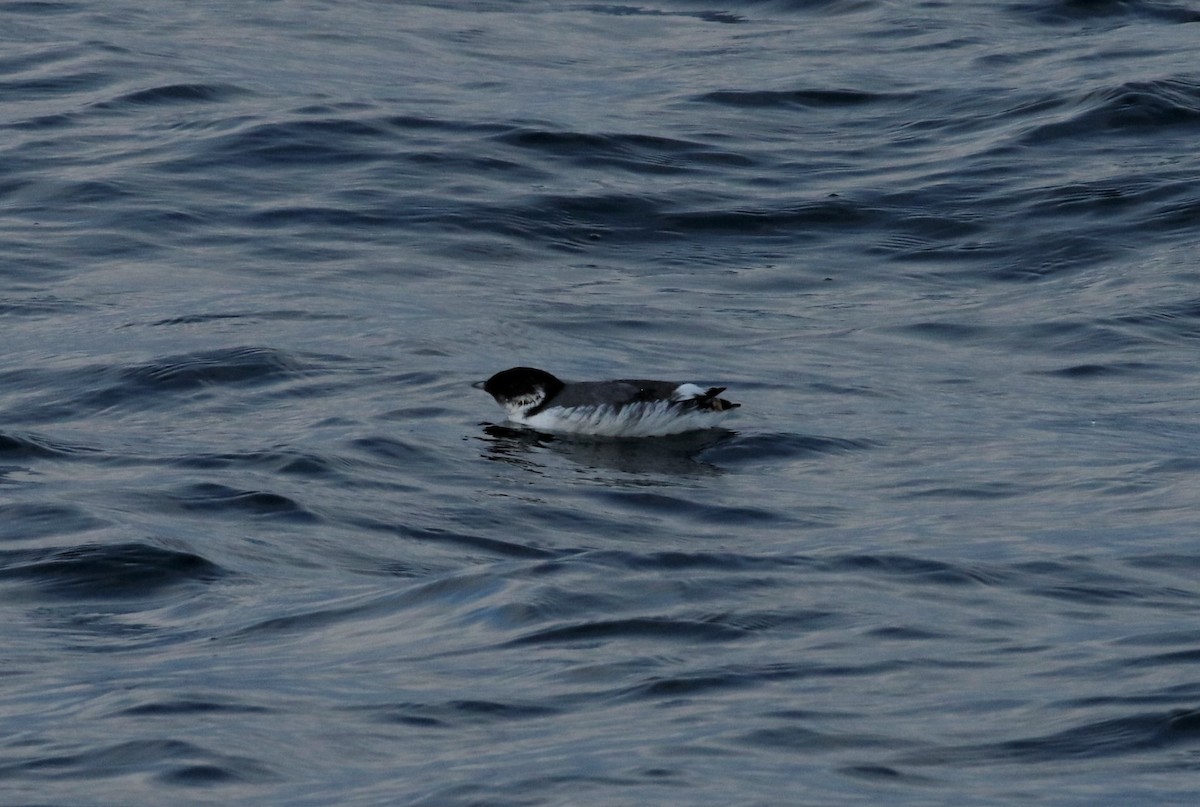 Guillemot à cou blanc - ML127943341