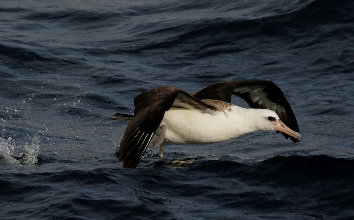 Laysan Albatross - Oregon Pelagic Tours XXX