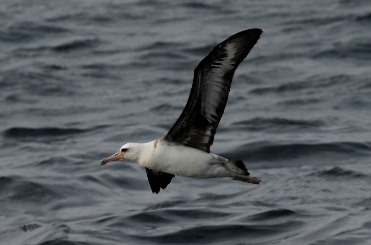 Laysan Albatross - Oregon Pelagic Tours XXX