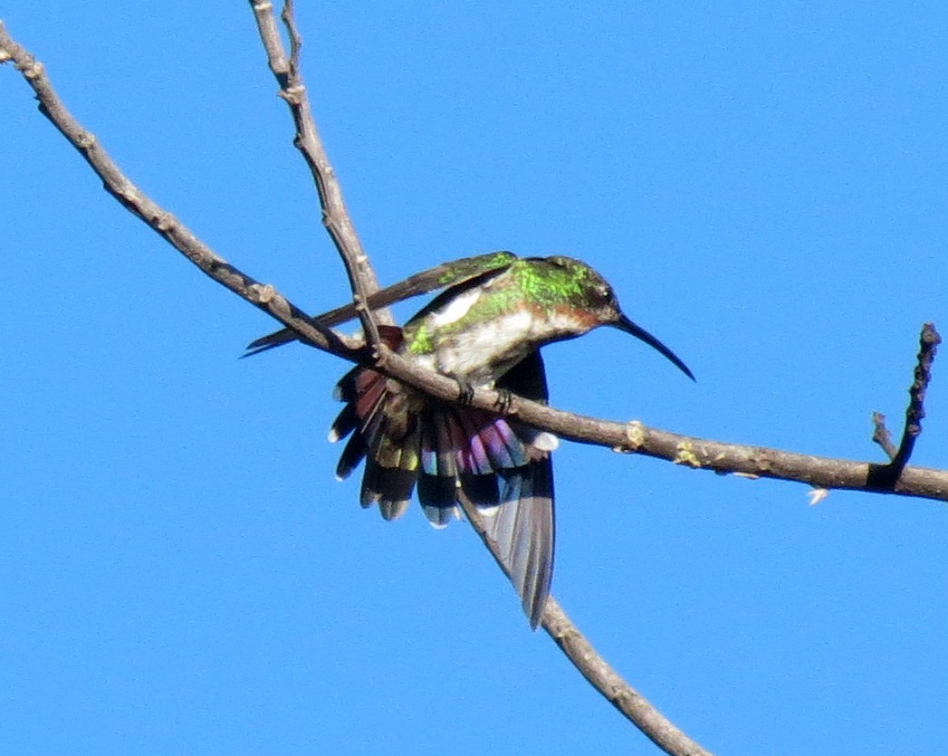 Green-breasted Mango - ML127943821