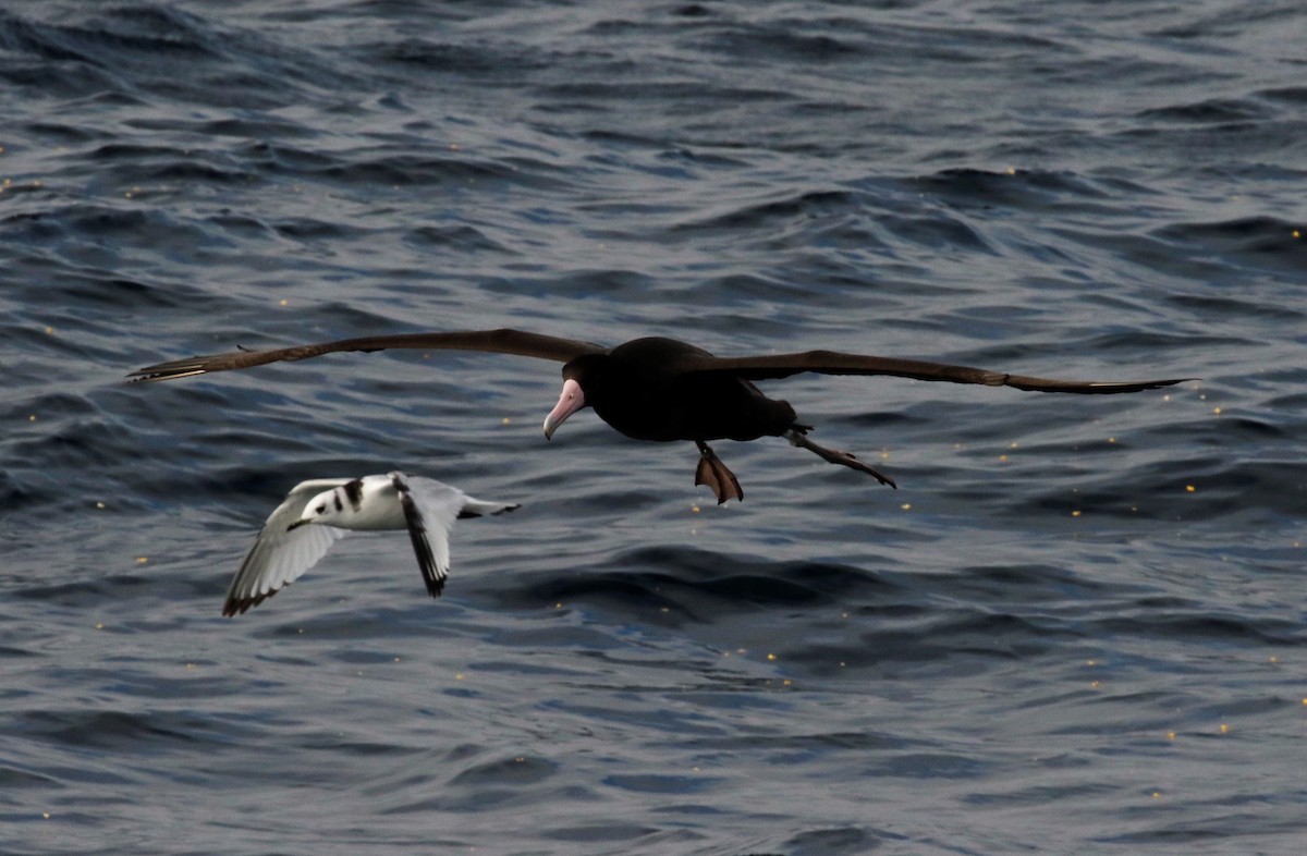 Albatros à queue courte - ML127944011
