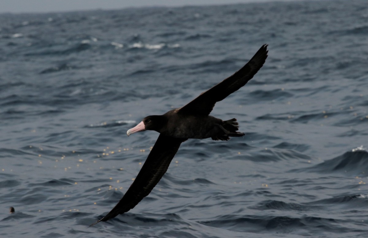 Short-tailed Albatross - Oregon Pelagic Tours XXX