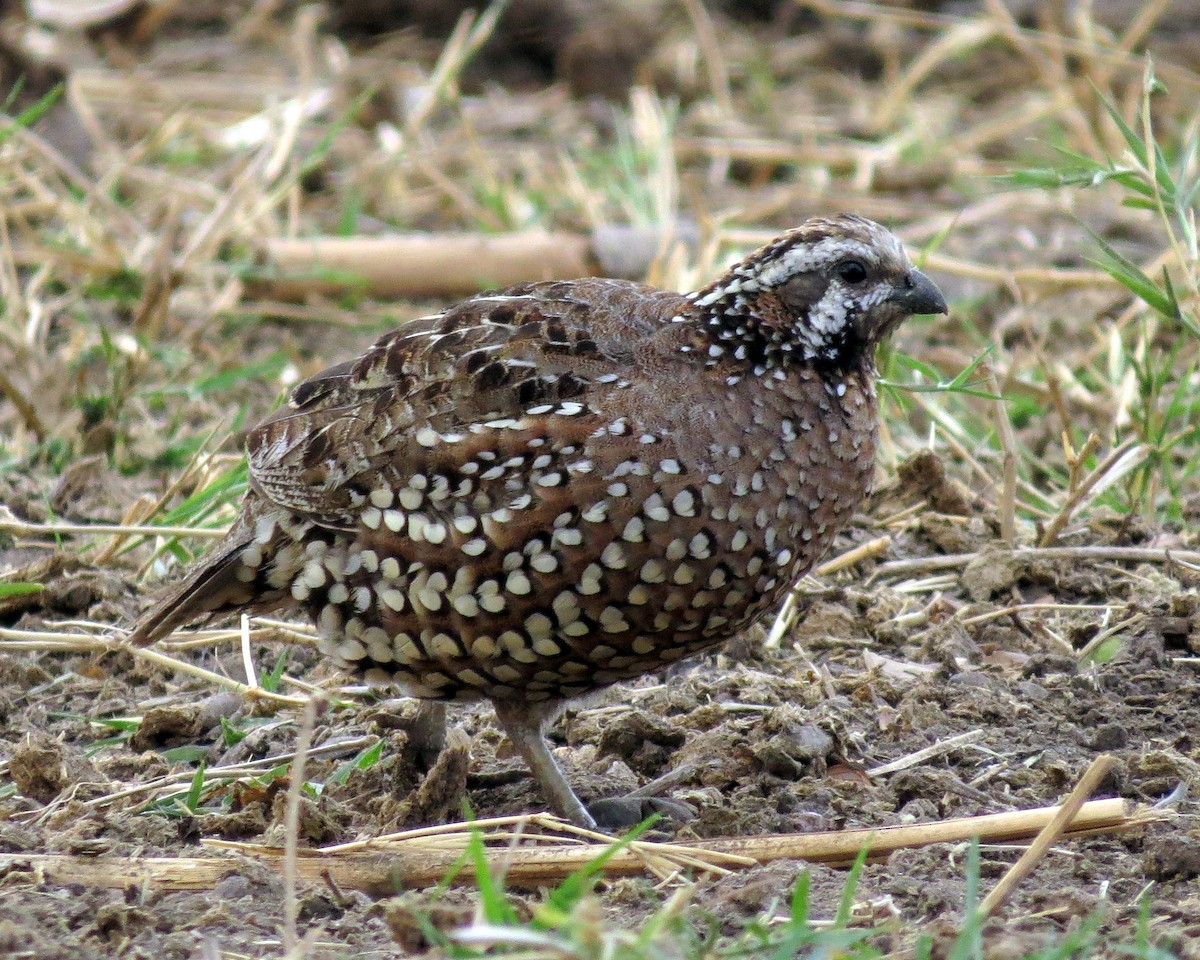 Spot-bellied Bobwhite - Oliver  Komar