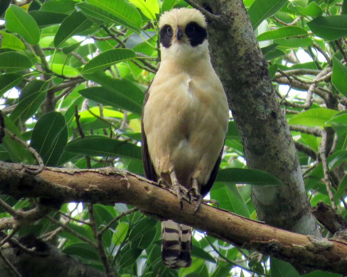 Laughing Falcon - ML127945721