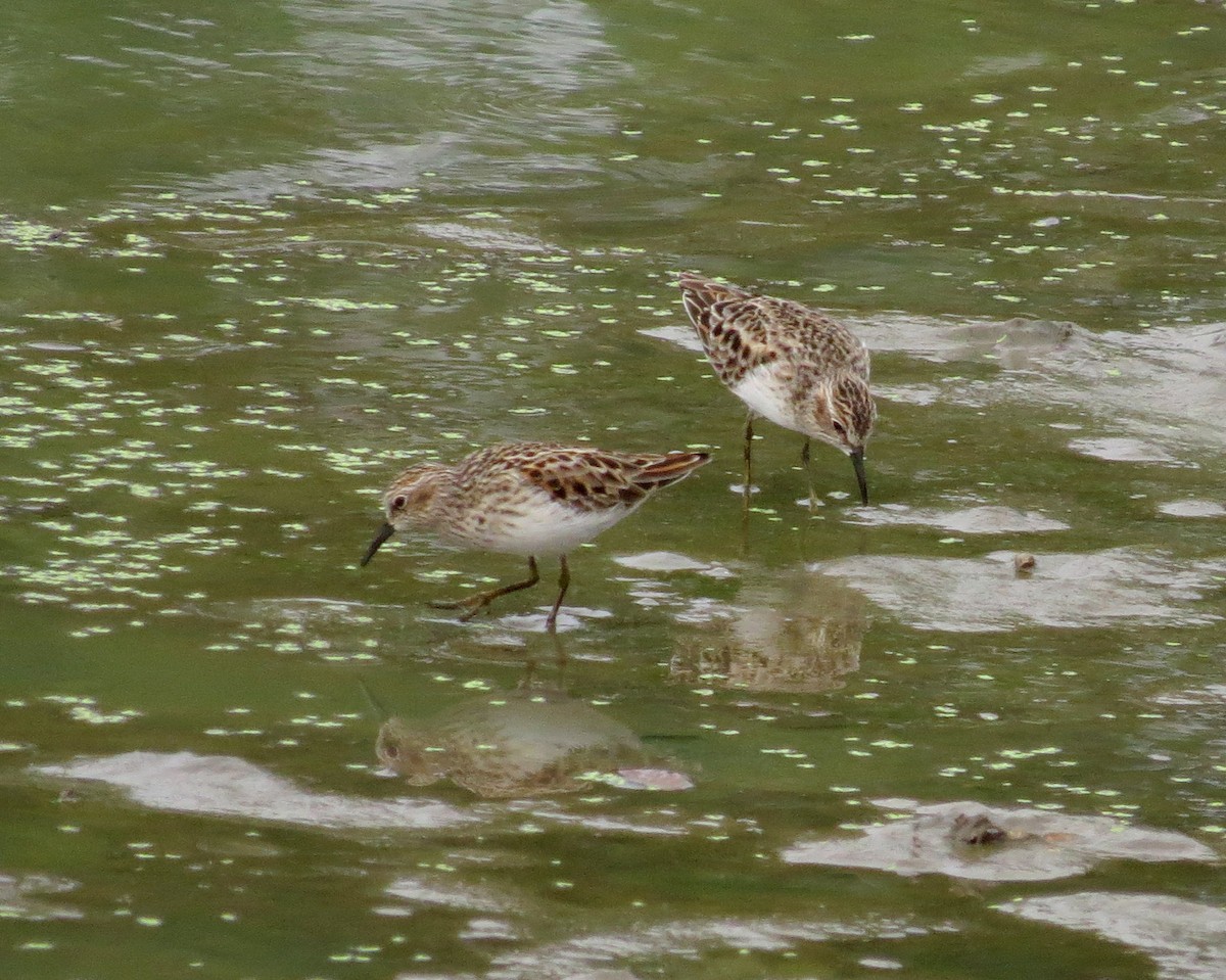 Least Sandpiper - ML127946031