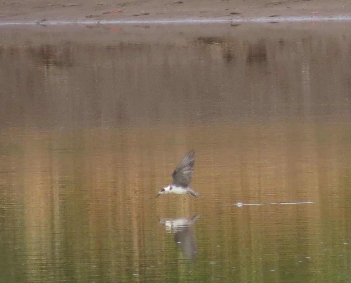 Black Tern - ML127946151