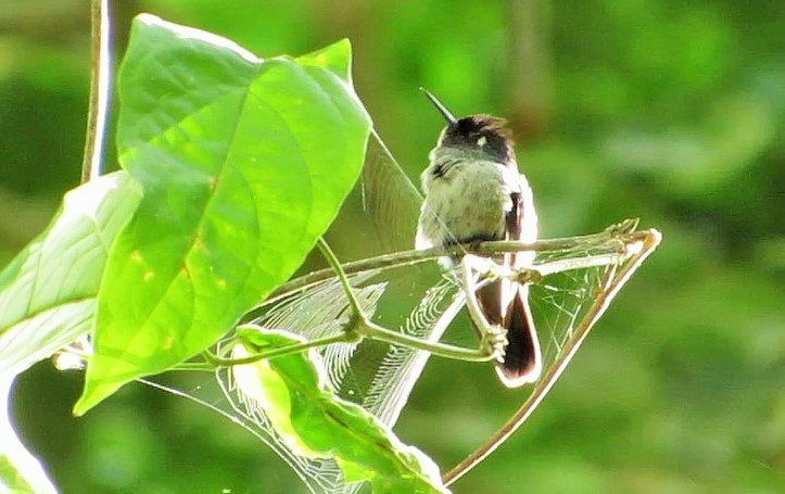 Violet-headed Hummingbird - ML127946851