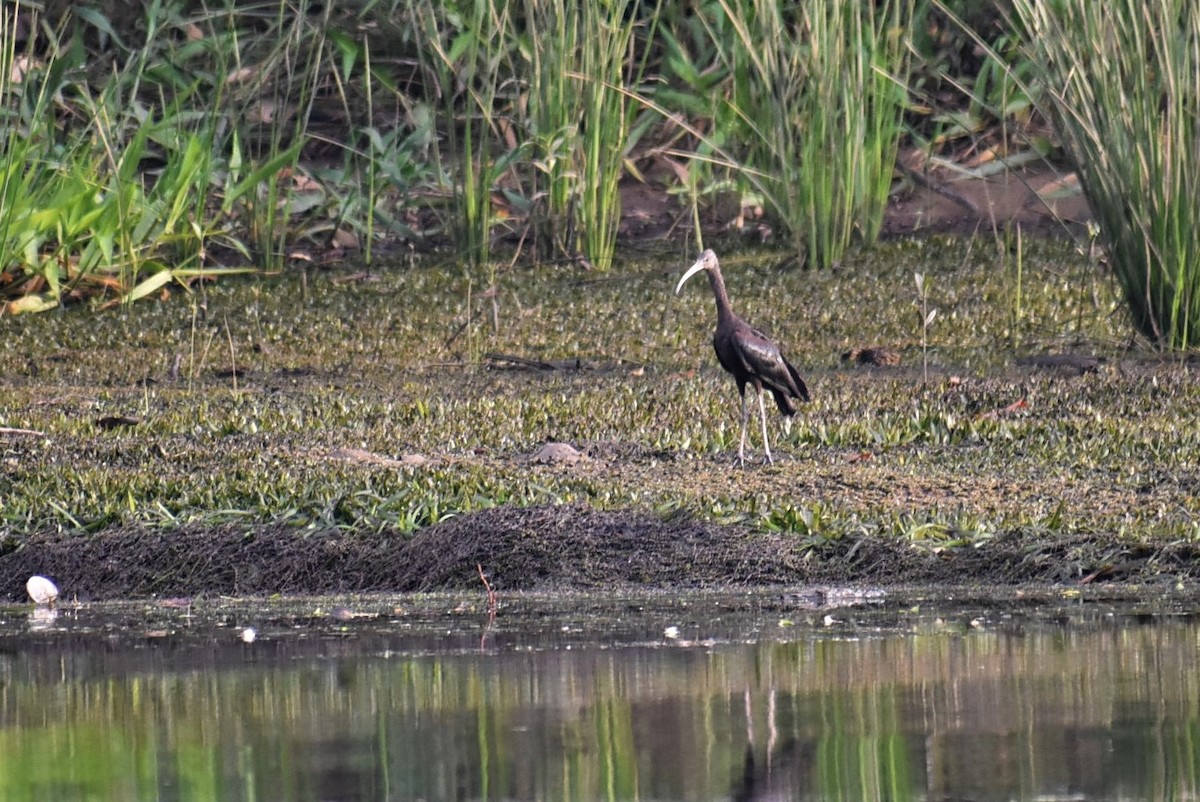 bronseibis - ML127948041