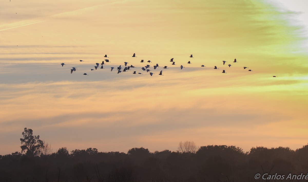 Little Egret - ML127948421