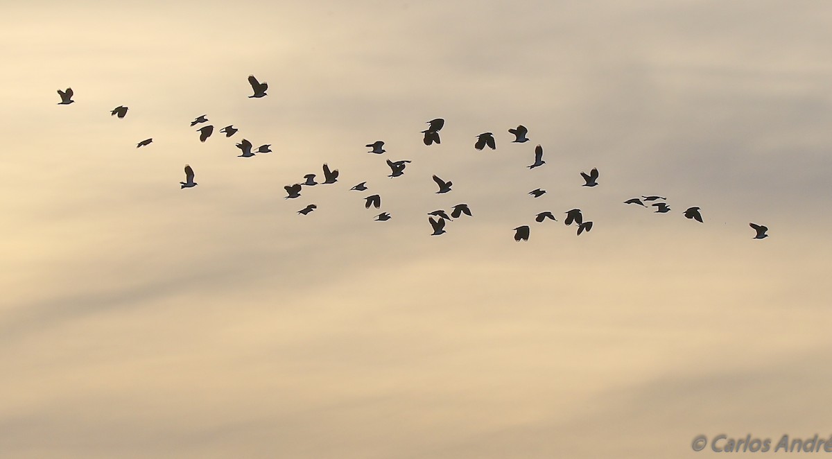 Northern Lapwing - ML127948441