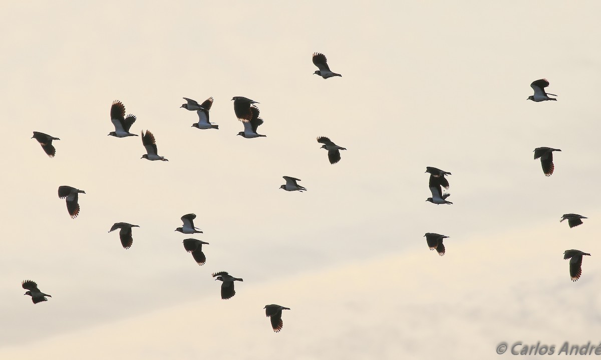 Northern Lapwing - ML127948511