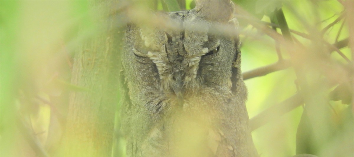 Pallid Scops-Owl - Hemanya Radadia