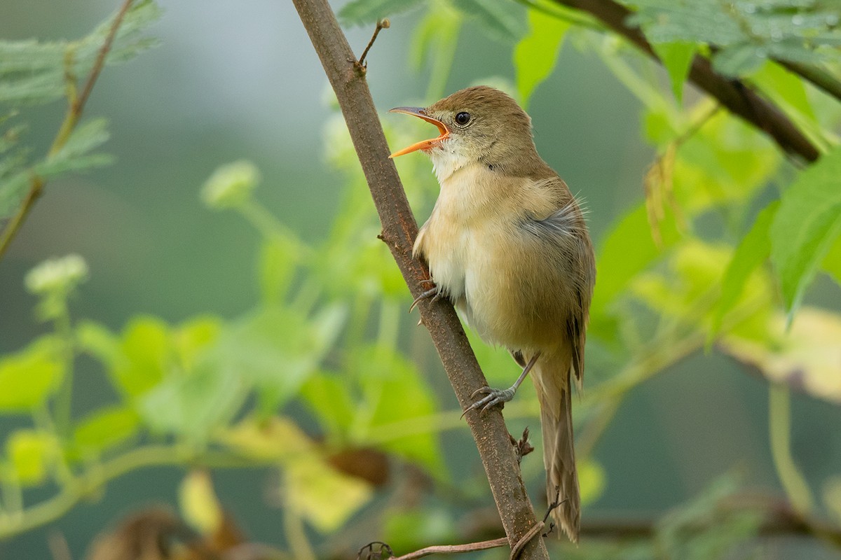 Thick-billed Warbler - ML127950251