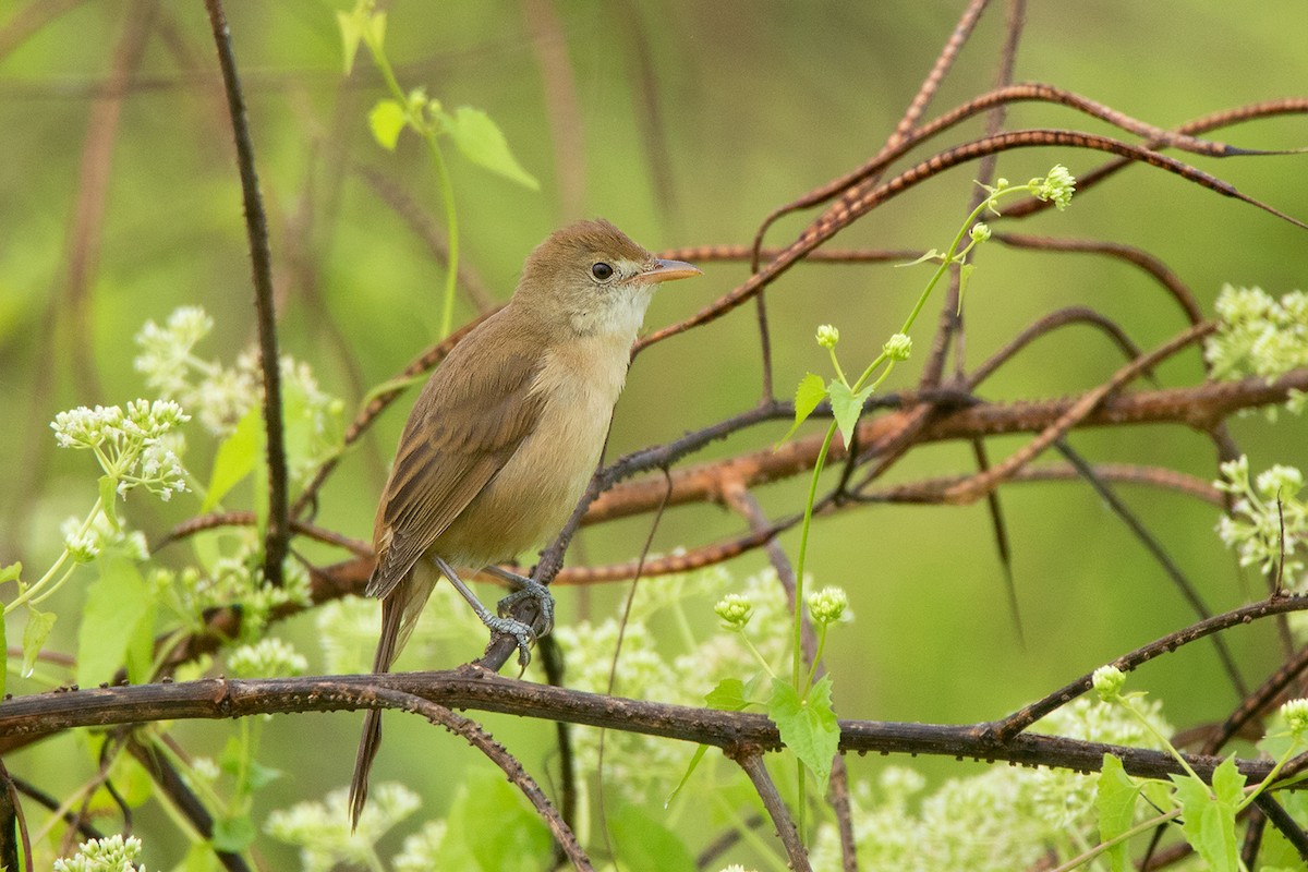 Thick-billed Warbler - Ayuwat Jearwattanakanok