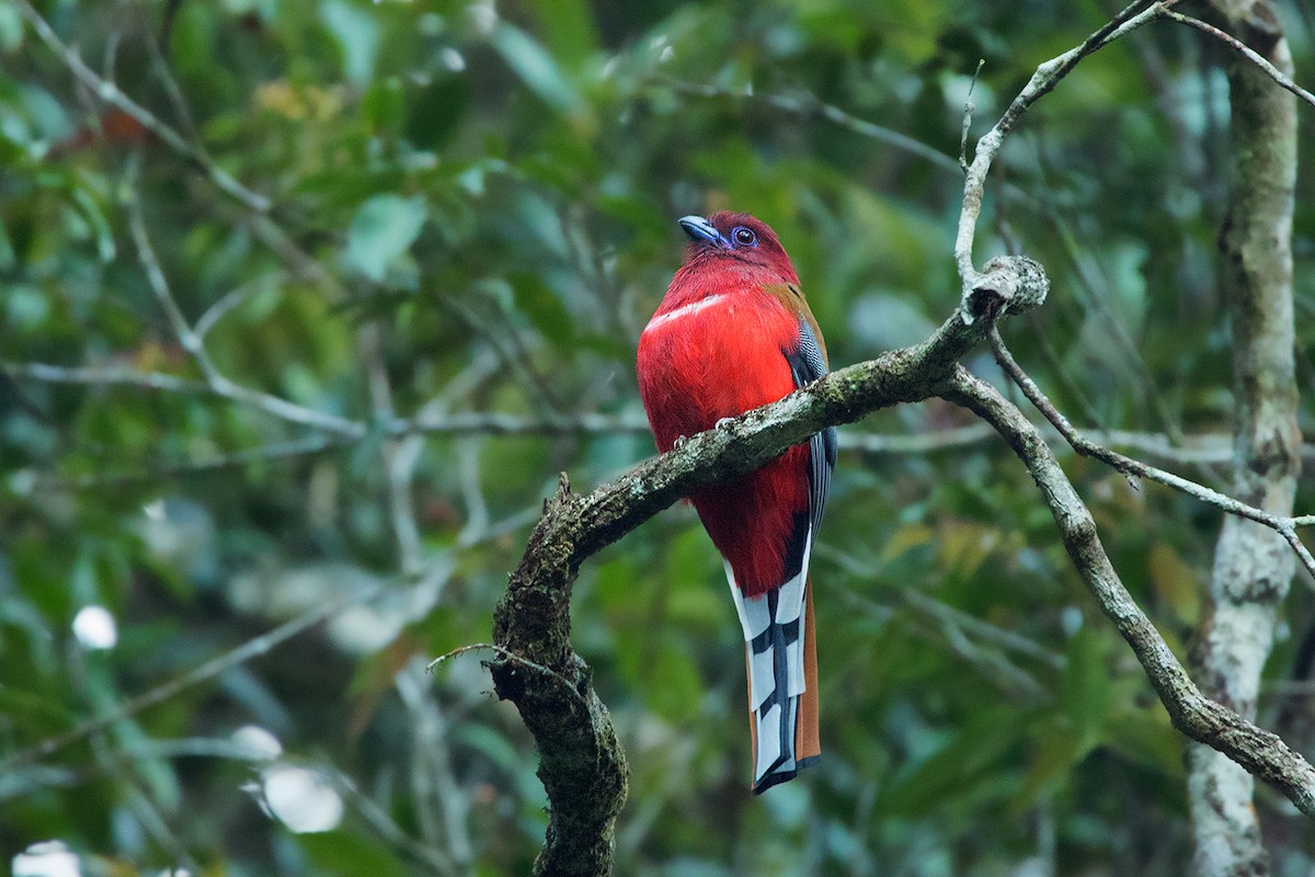 Red-headed Trogon - Ayuwat Jearwattanakanok