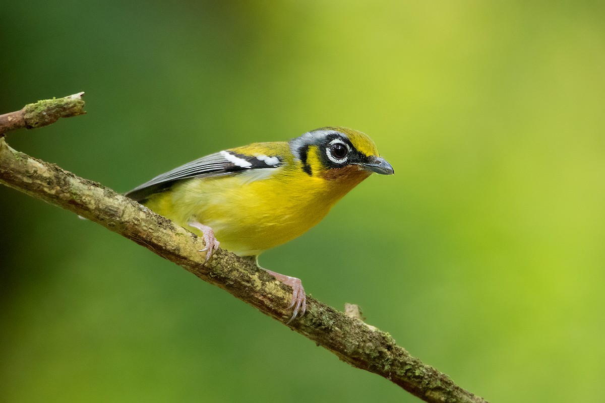 Black-eared Shrike-Babbler - Ayuwat Jearwattanakanok