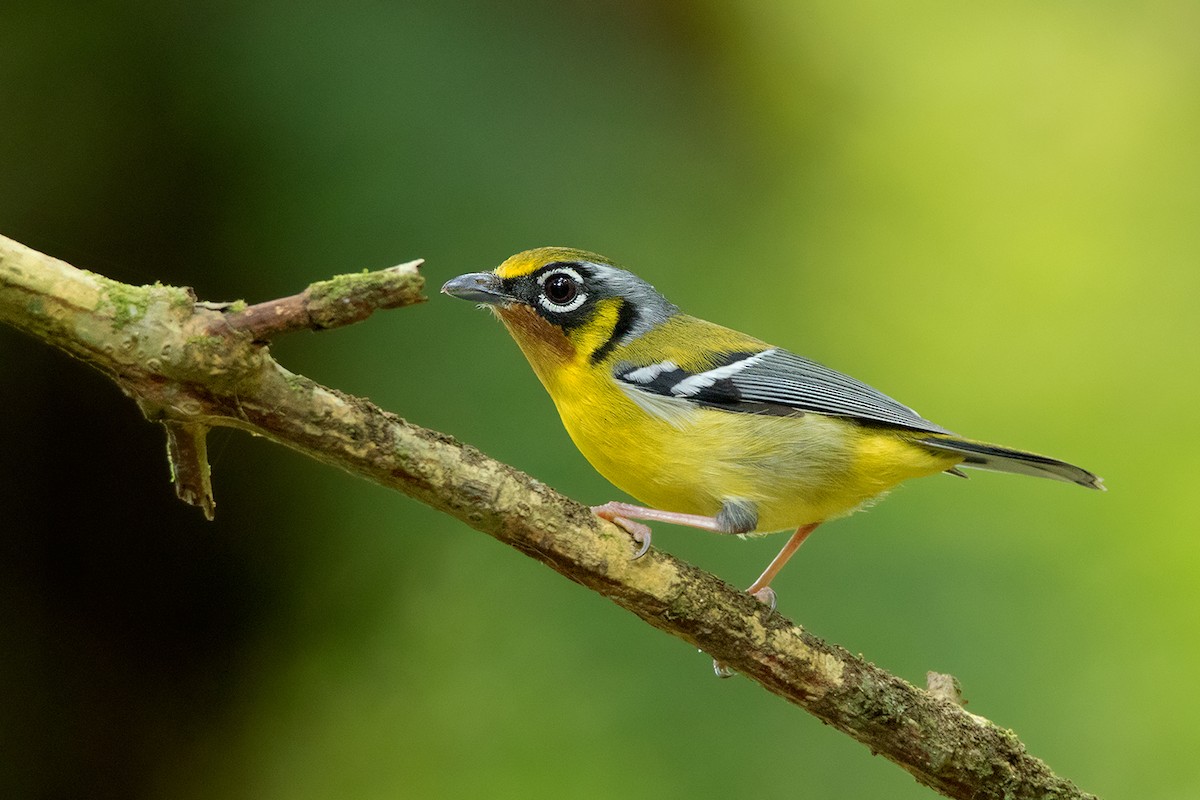 Black-eared Shrike-Babbler - Ayuwat Jearwattanakanok