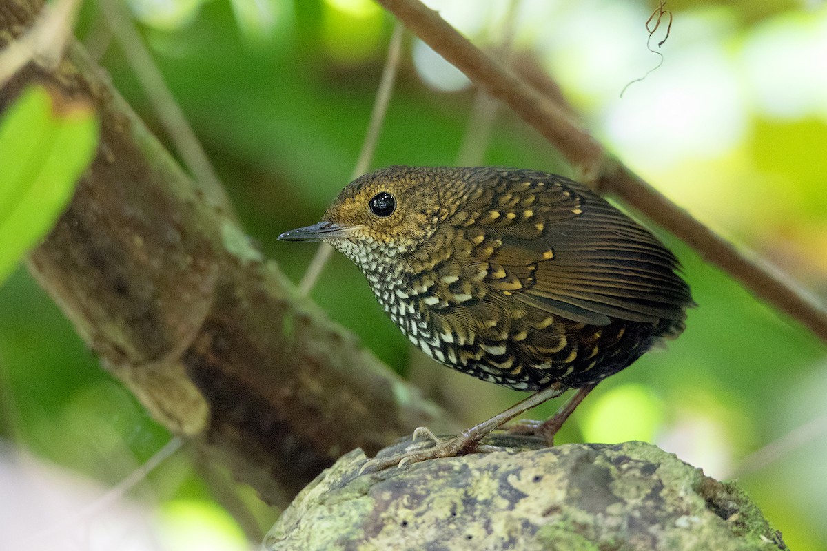Pygmy Cupwing - Ayuwat Jearwattanakanok