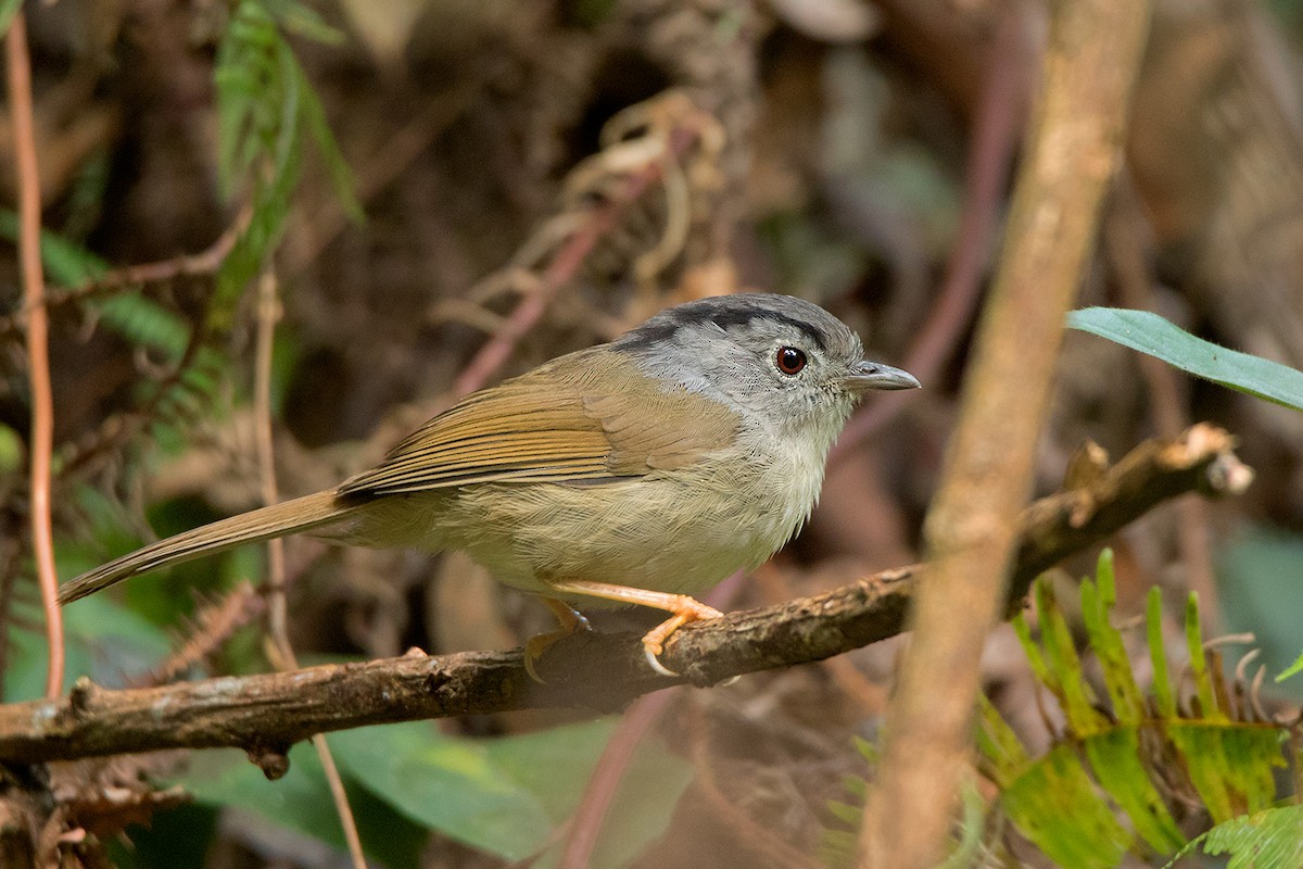 Mountain Fulvetta - Ayuwat Jearwattanakanok