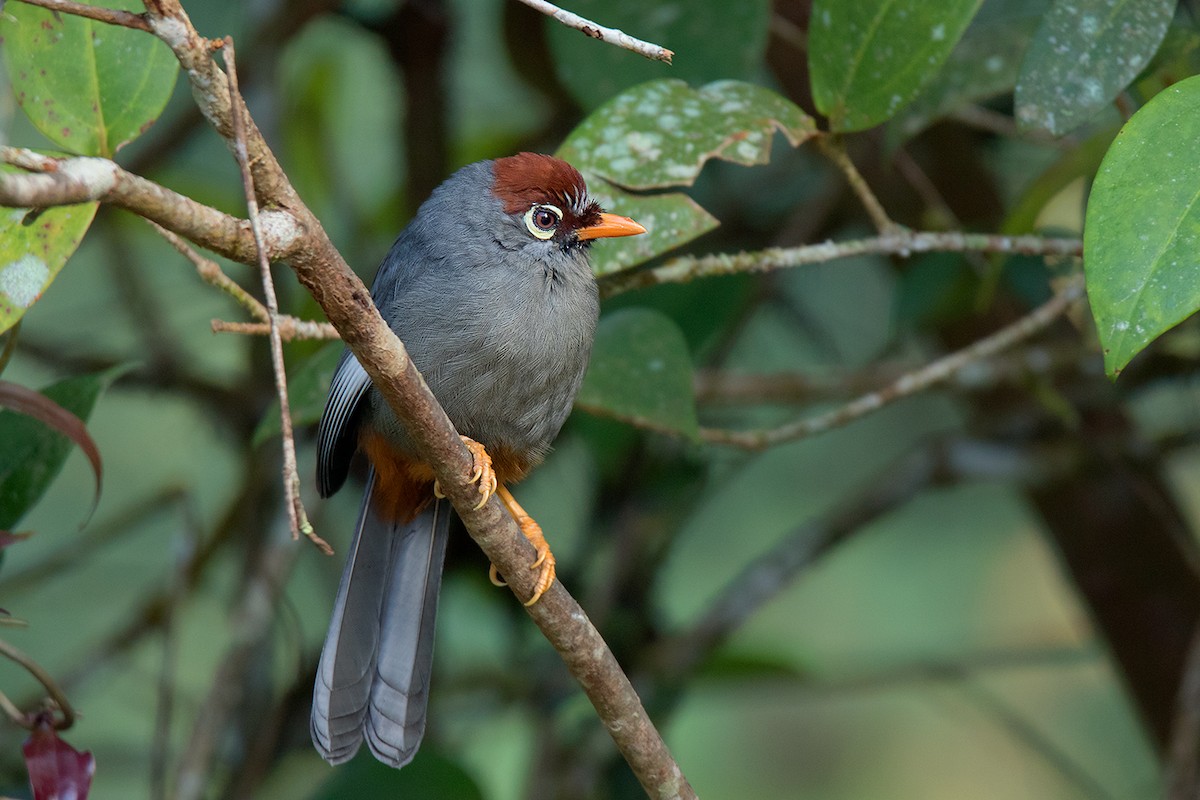 Chestnut-capped Laughingthrush - ML127950791