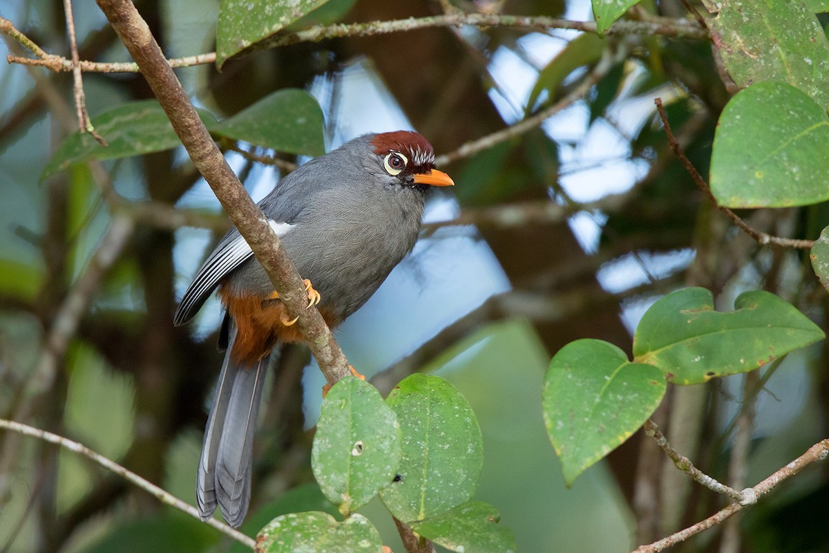 Chestnut-capped Laughingthrush - ML127950801