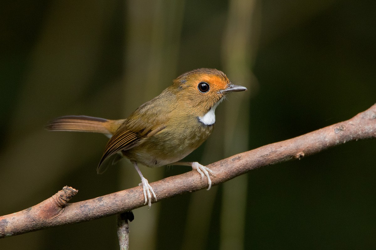 Rufous-browed Flycatcher - ML127950891