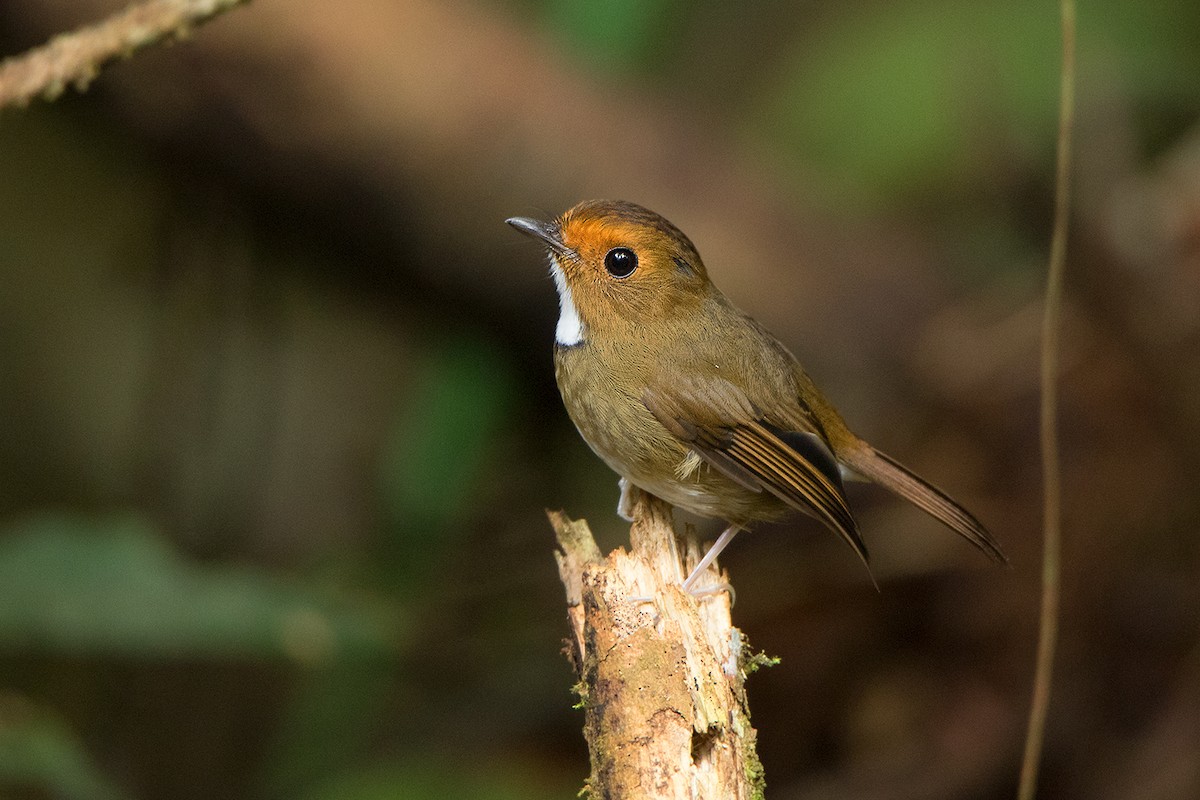 Rufous-browed Flycatcher - ML127950901