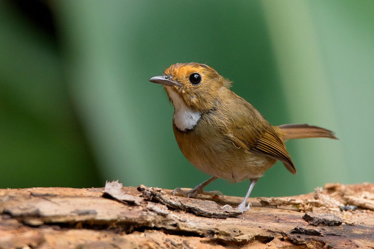 Rufous-browed Flycatcher - ML127950911