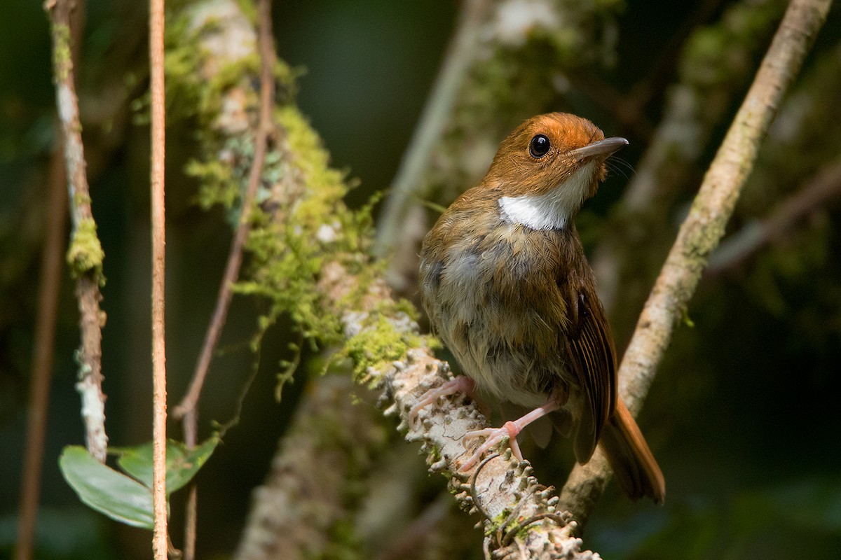 Rufous-browed Flycatcher - ML127950921