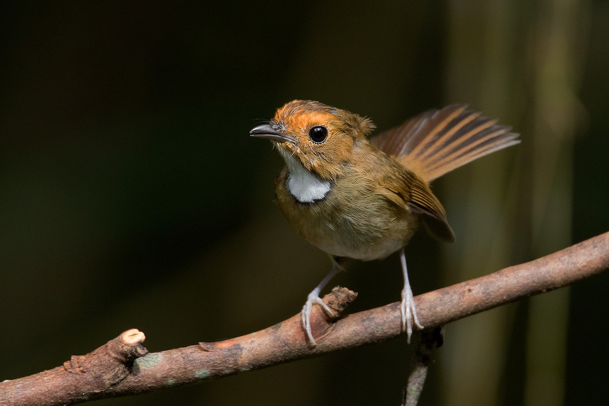 Rufous-browed Flycatcher - ML127950931