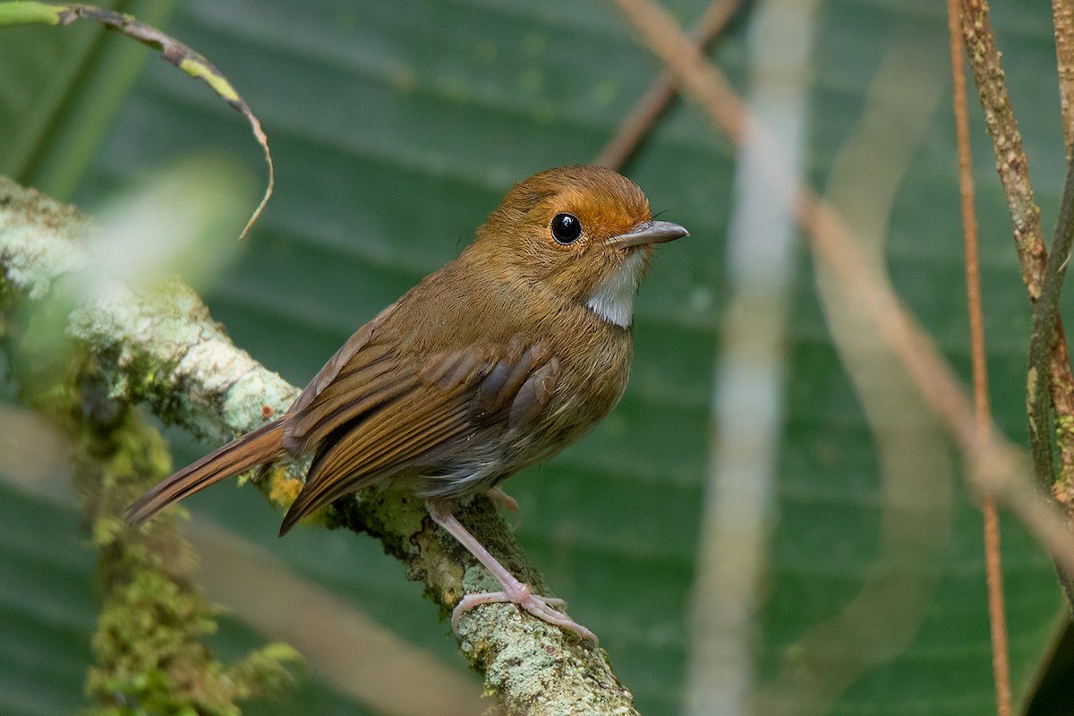 Rufous-browed Flycatcher - ML127950941