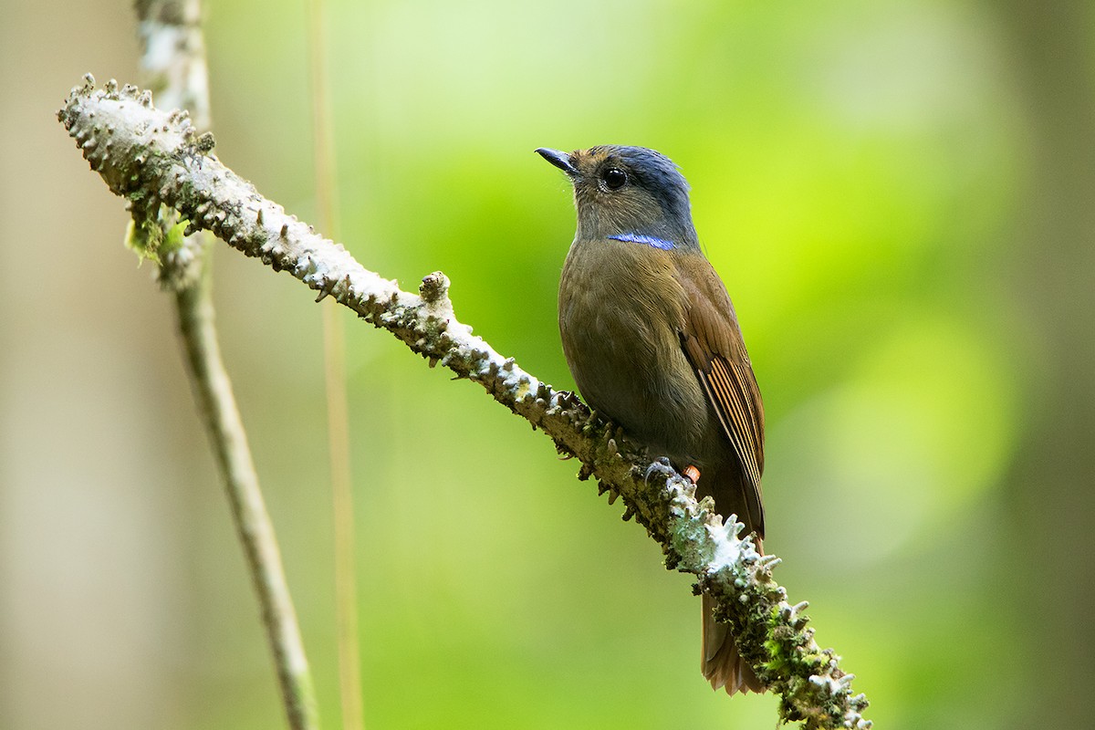 Large Niltava - Ayuwat Jearwattanakanok