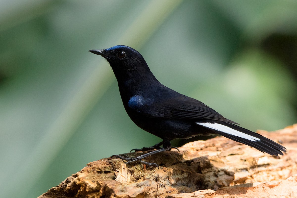 White-tailed Robin - ML127951001