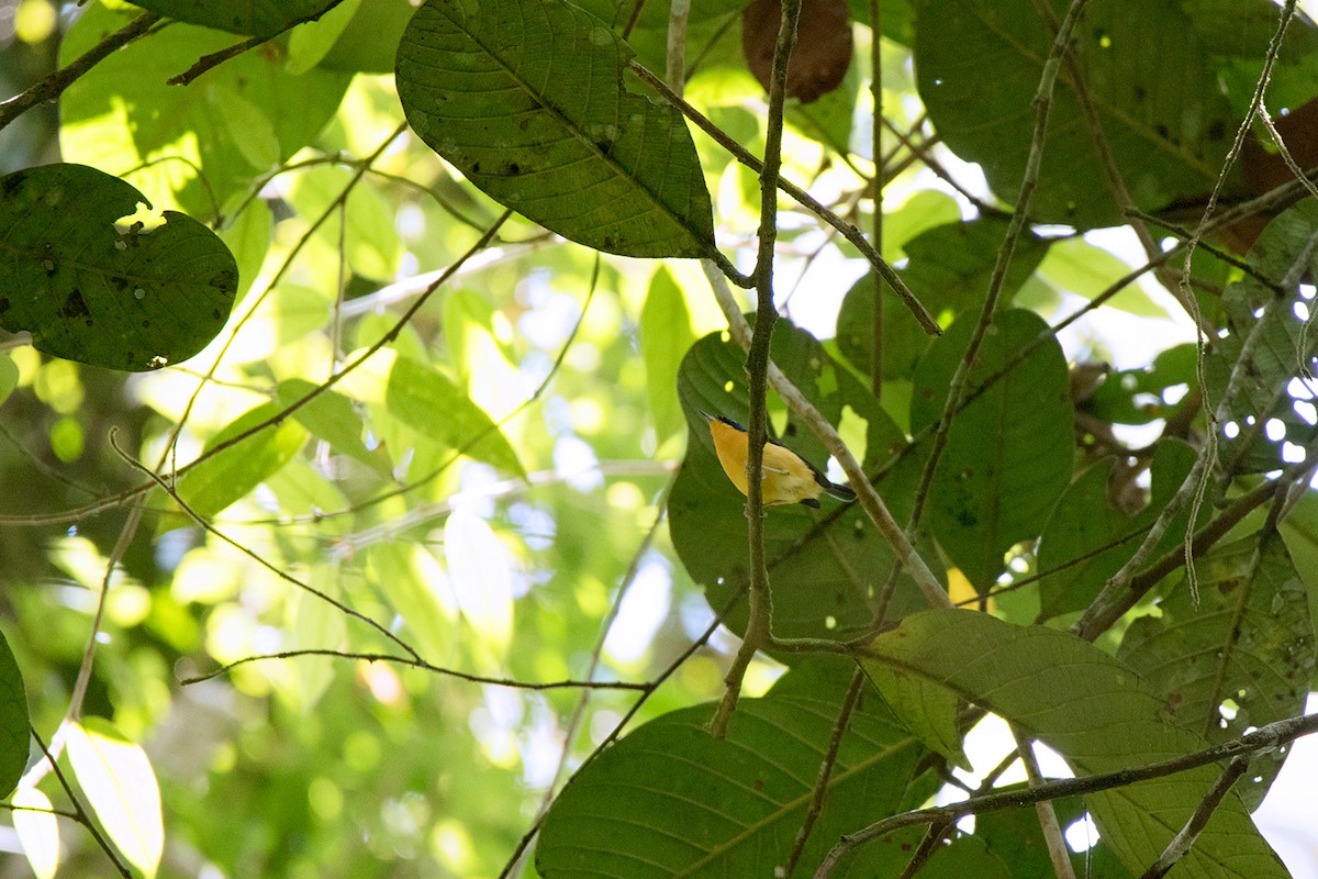 Pygmy Flycatcher - ML127951021