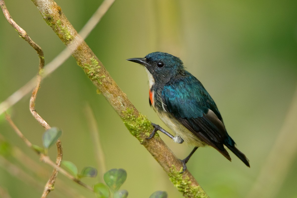 Fire-breasted Flowerpecker - ML127951071