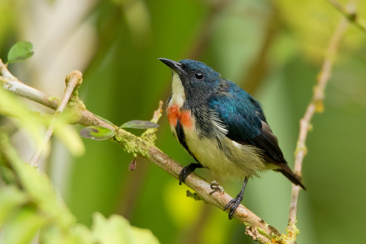 Fire-breasted Flowerpecker - ML127951091