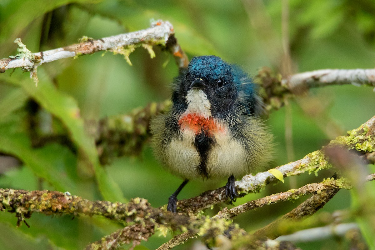 Fire-breasted Flowerpecker - ML127951111